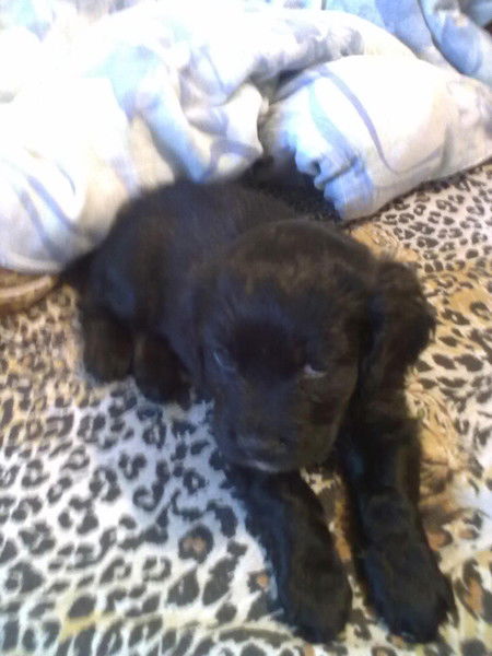 Кристина Исанова