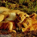 Лaрисa Пaутовa