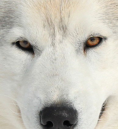 Юлия Шацкова