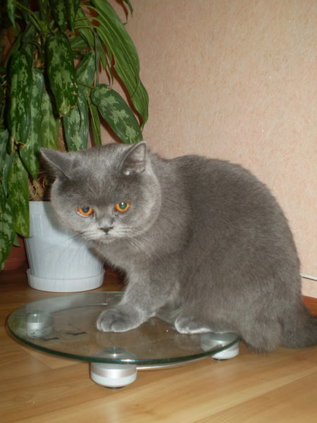 Виктория Смурнва