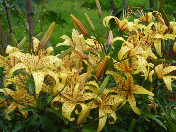 Надежда Леон