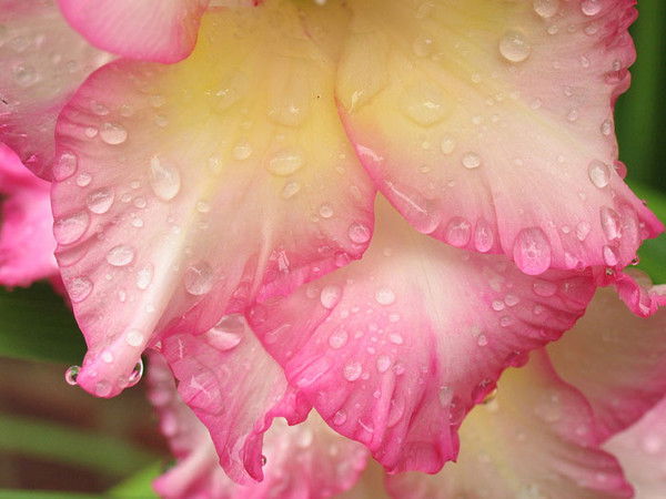 Лариса Дулиенко