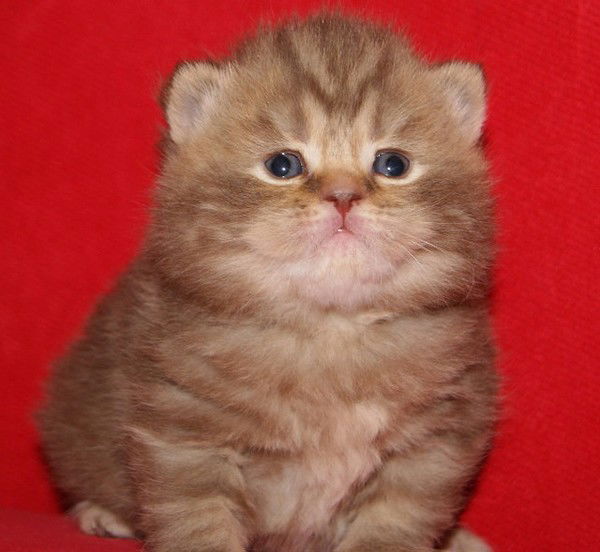 Иришка Бондаренко