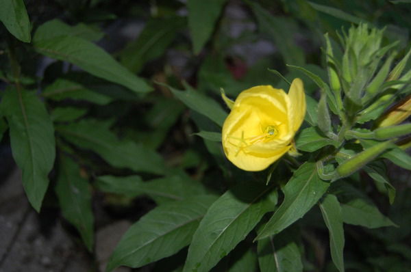 Рина Свежова