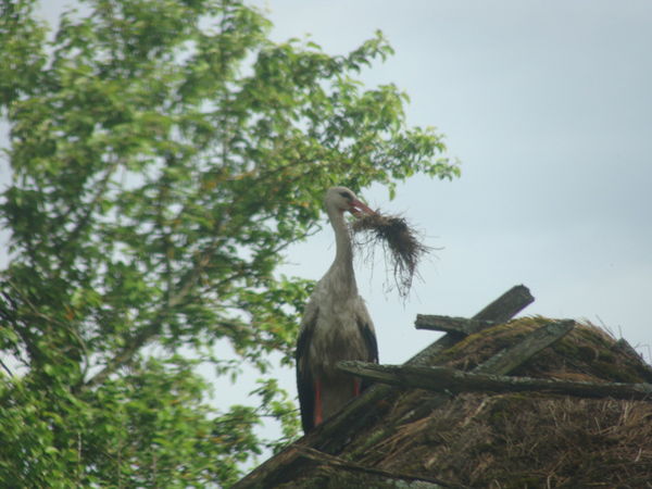 Вадим Соколов