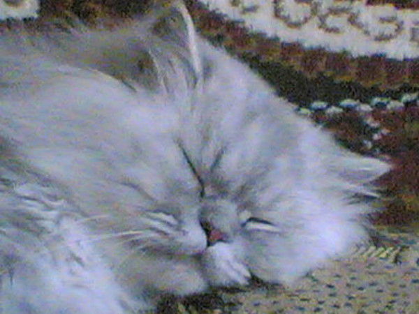 Сергей Сазанов