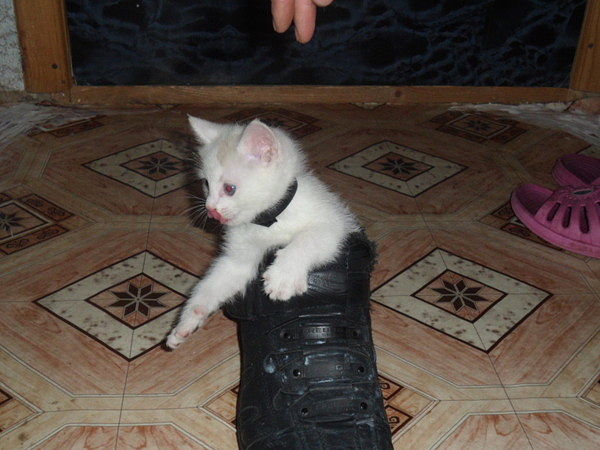 Катя Нирман