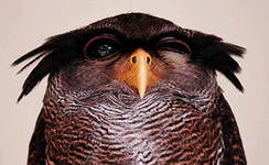 Павел Лисицин