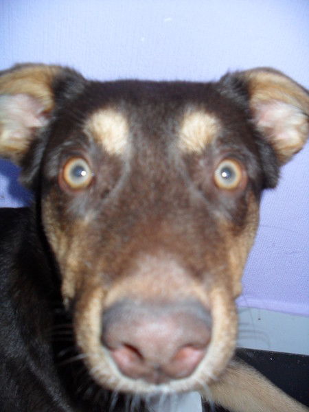 Дмитрий Карасёв