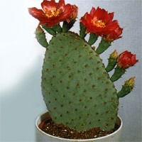 Елена Шиманович