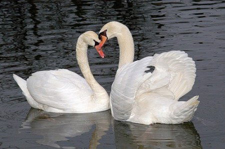 Алена Калдаева