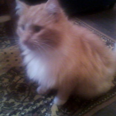 Ксюня Комиссарова