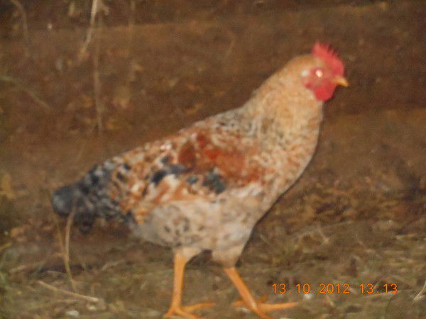 Александр Торгонский