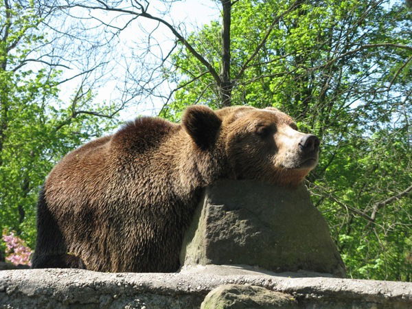 Николай Гребенщиков