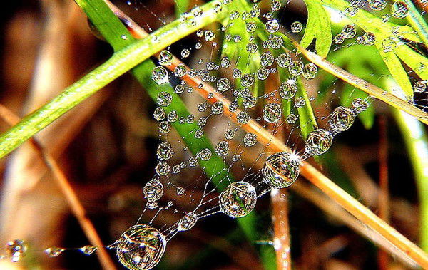 Елена Маслова