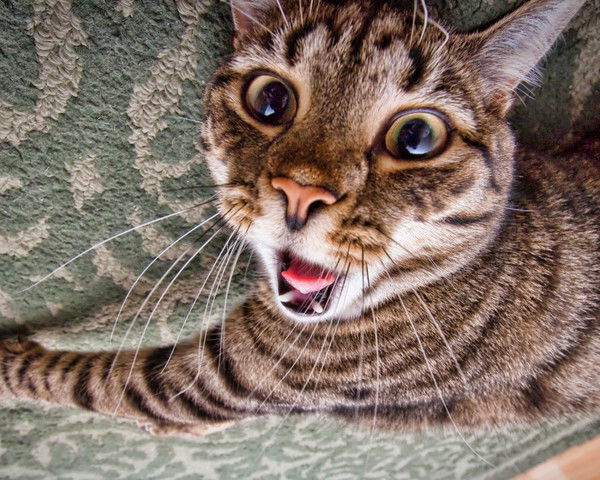 Владимир Осипов