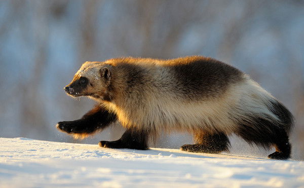 Алексей Кривошеев
