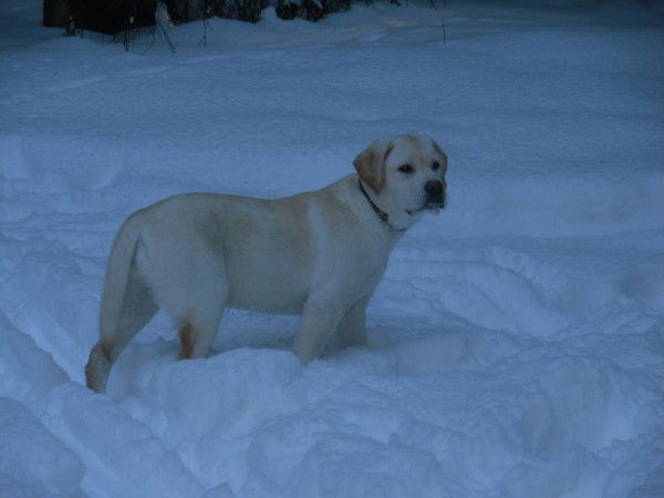 Елена Локтина