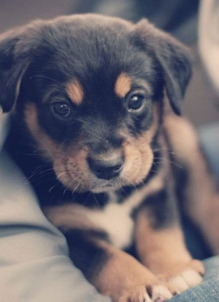 Vladislav Vzhesins'kiy