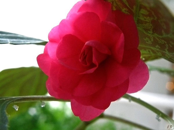 Майра Кайржанова