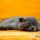 Корма Zzzzzzz