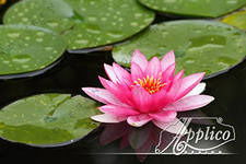 Эльвира Ибрагимова