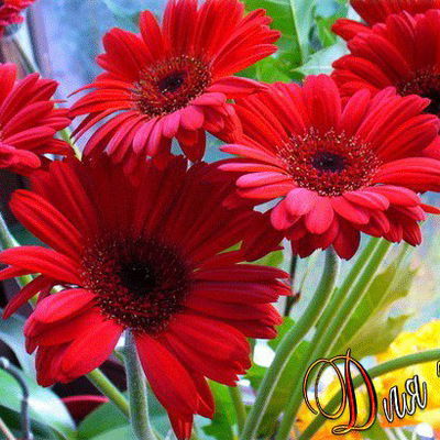 Эльза Пирожкова