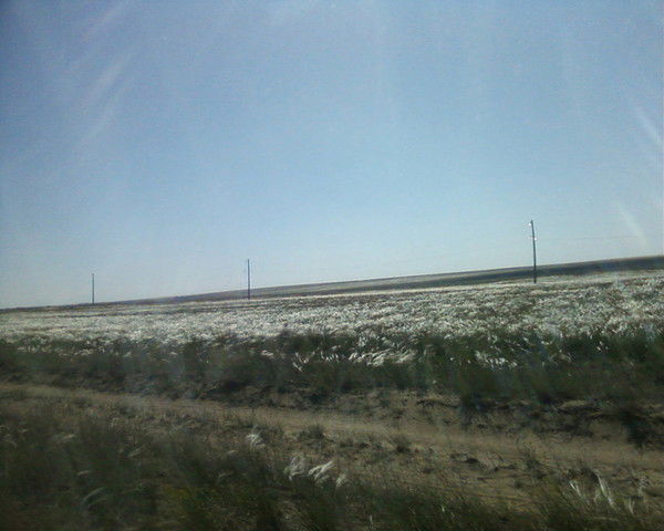 Гульжан Арстанова