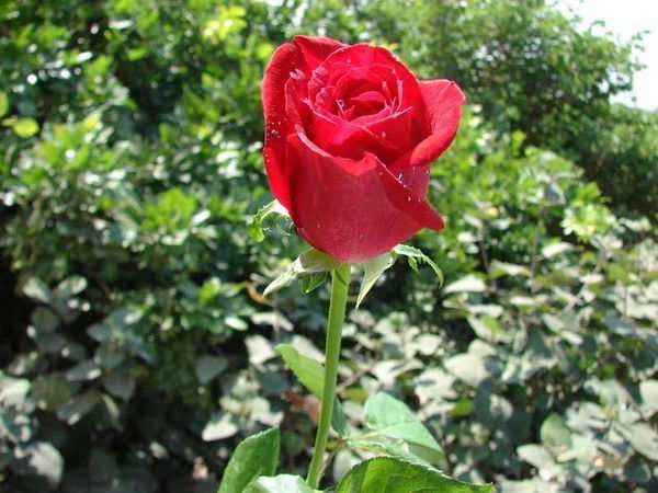 Айнагуль Турмагамбетова