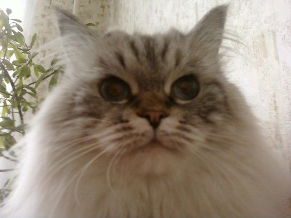 Музалевская Татьяна