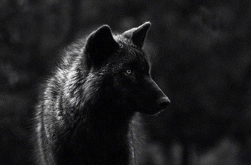 Даурен Акимбеков