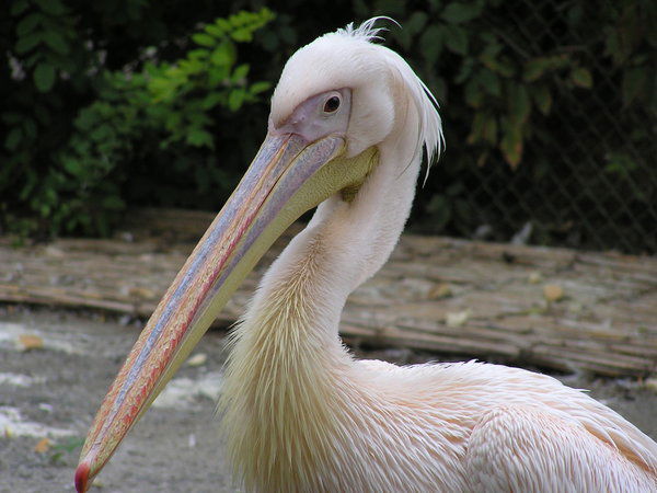 Георгий Сергеев