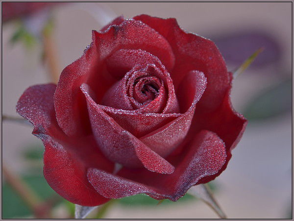 Манира Темирбаева