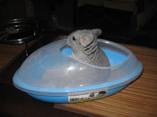 Елена Крамская