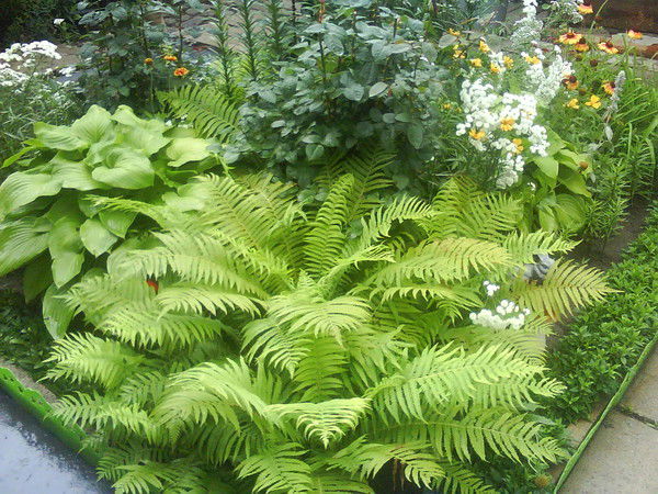 Елена Лучек