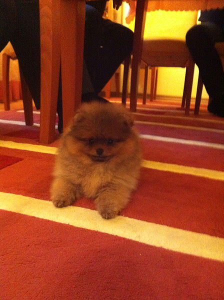 Раиса Гоголева