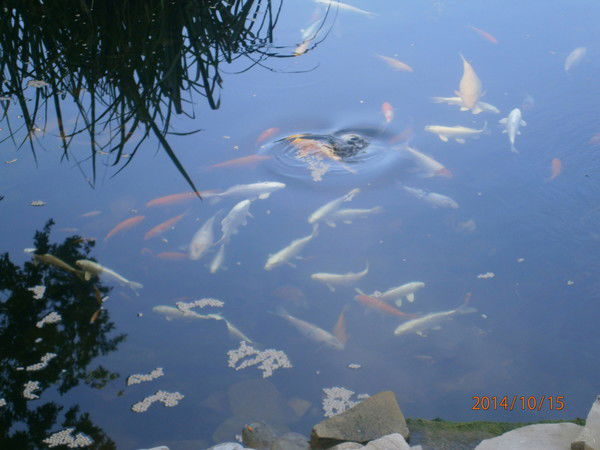 Надежда Коротун