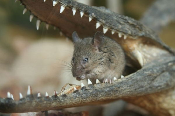 Оксана Семина