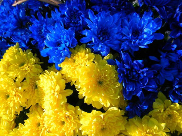 Людмила Лавренюк