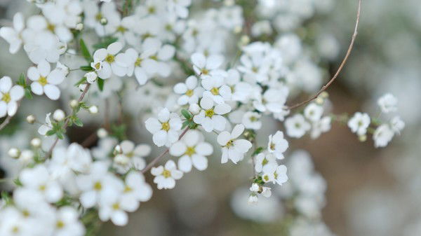 Елена Иванова