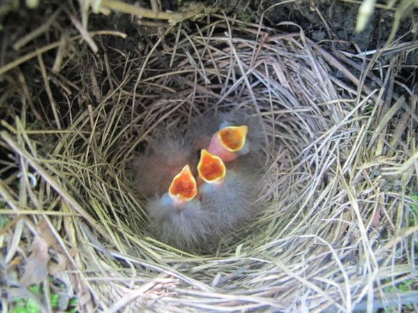 Лариса Осинина