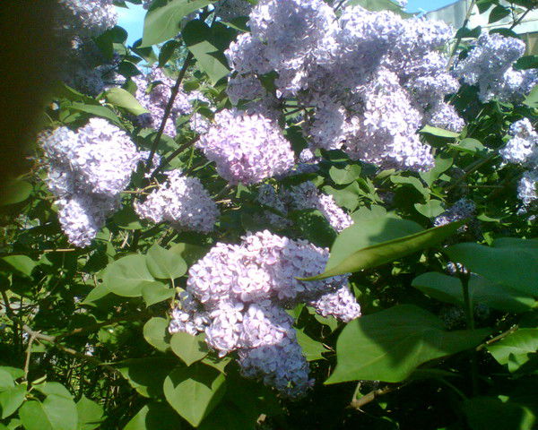 Феодор Хрусталев