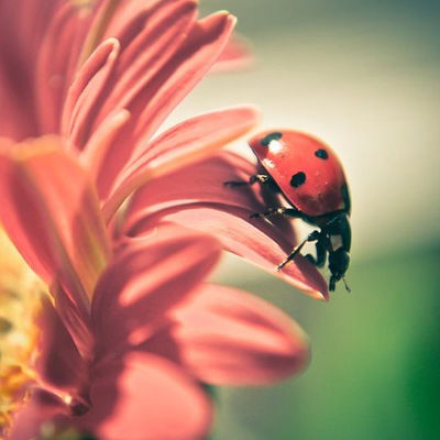 Юля Кашикевич