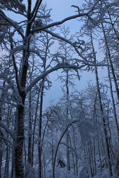Роман Мамышев