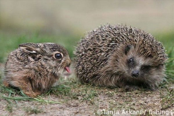 Тома Карахан