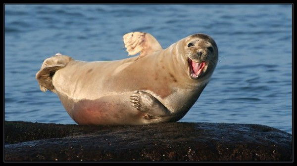 Игорь Могловец