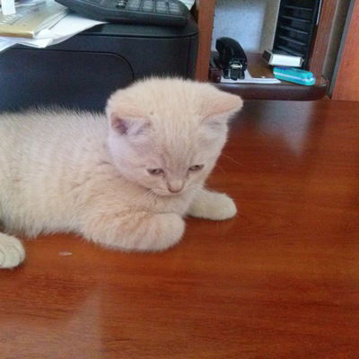 Вадим Коротков