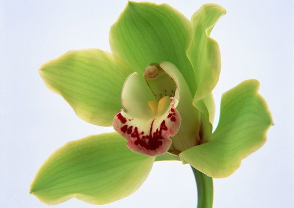 Татьяна Crjhgbjyif