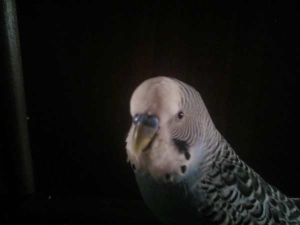 Оля Ермолаева