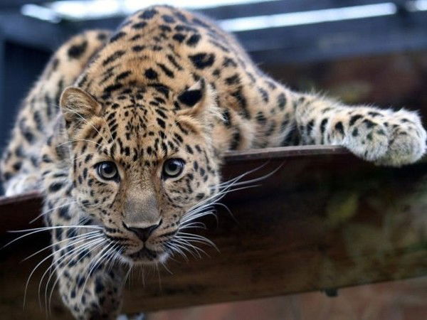 Федор Алифанов